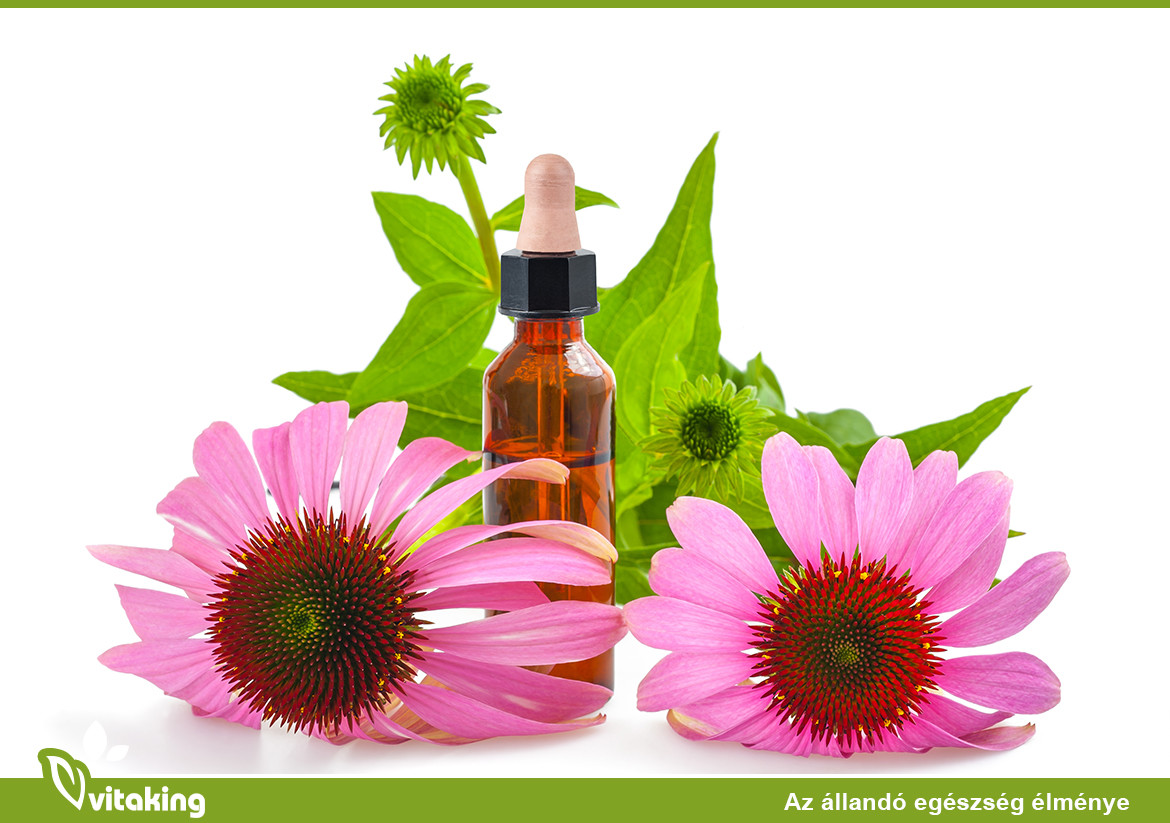 Mikor és hogyan alkalmazzuk az echinaceát?