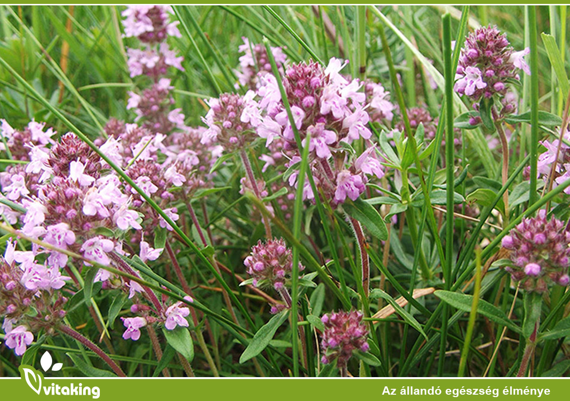 Dohányzás és a mezei kakukkfű