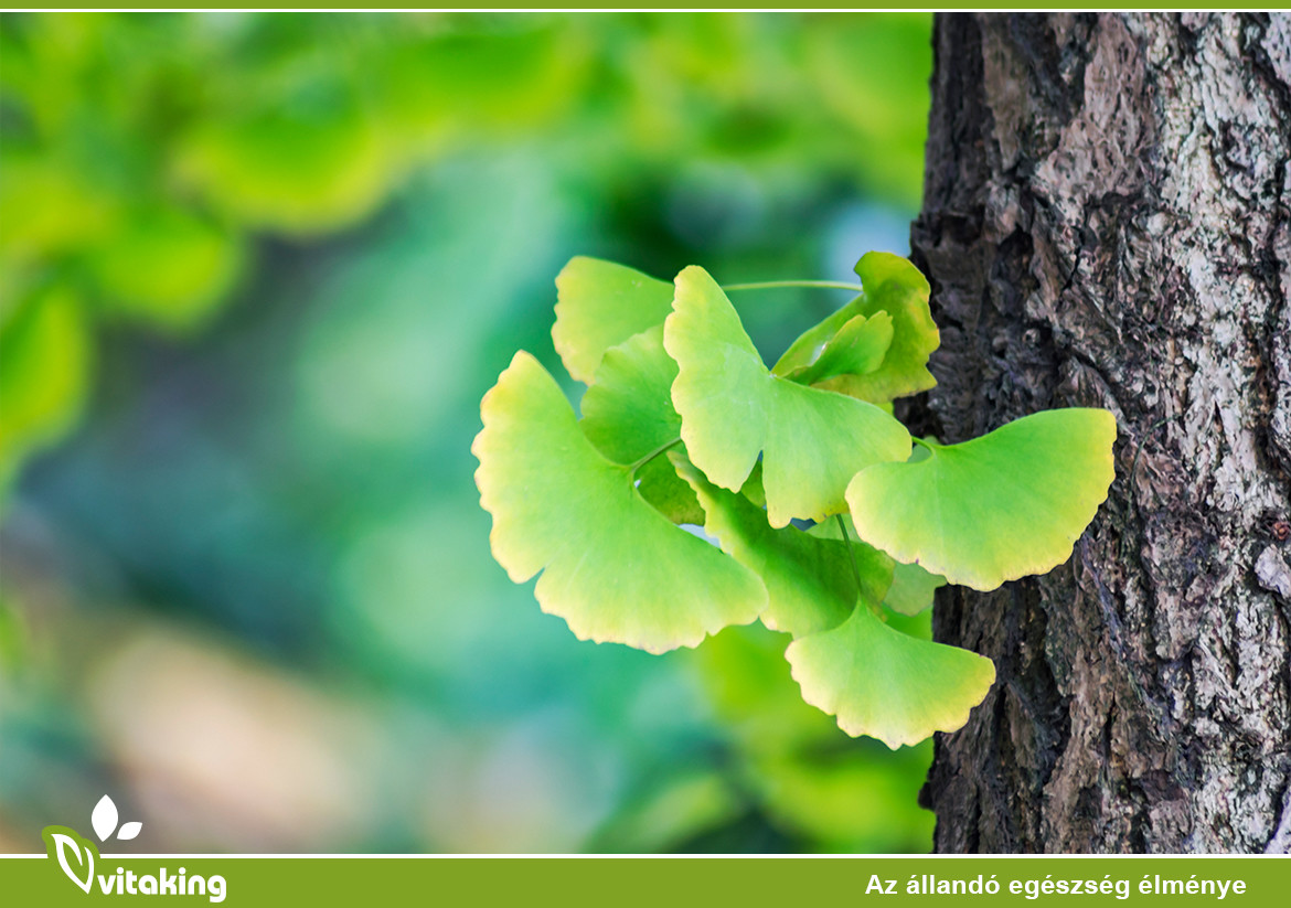 A Ginkgo Biloba hatása az agyi és mentális funkciókra