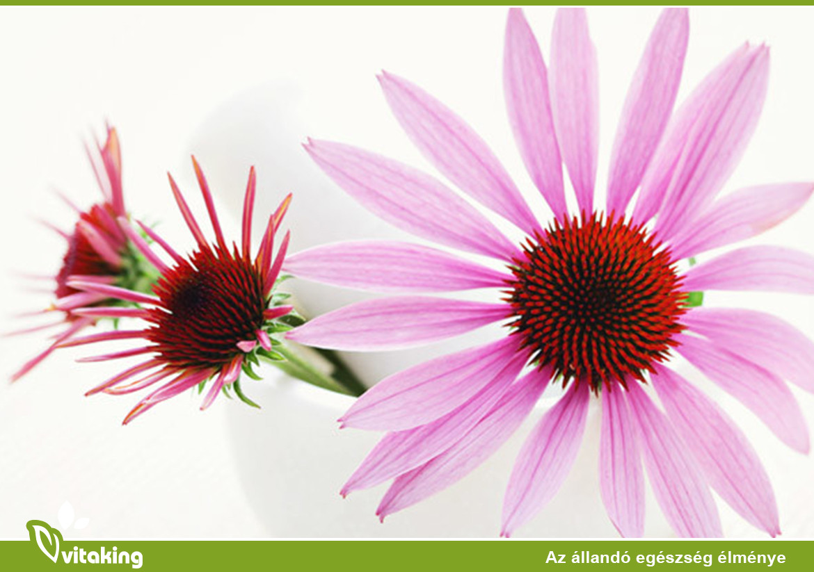 Ilyen betegségek esetén ajánlott Echninacea-t fogyasztani