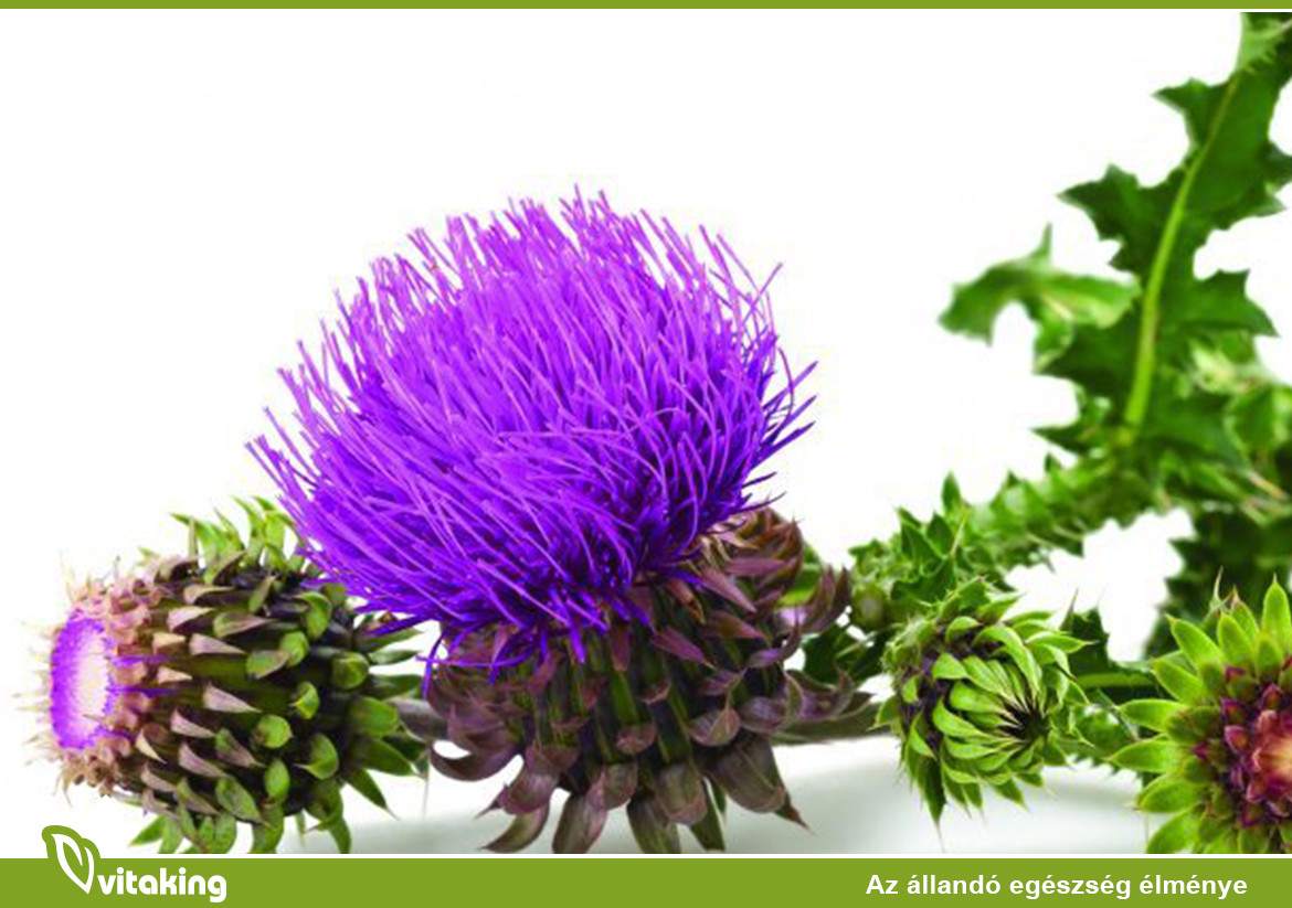 A máriatövis hatásai