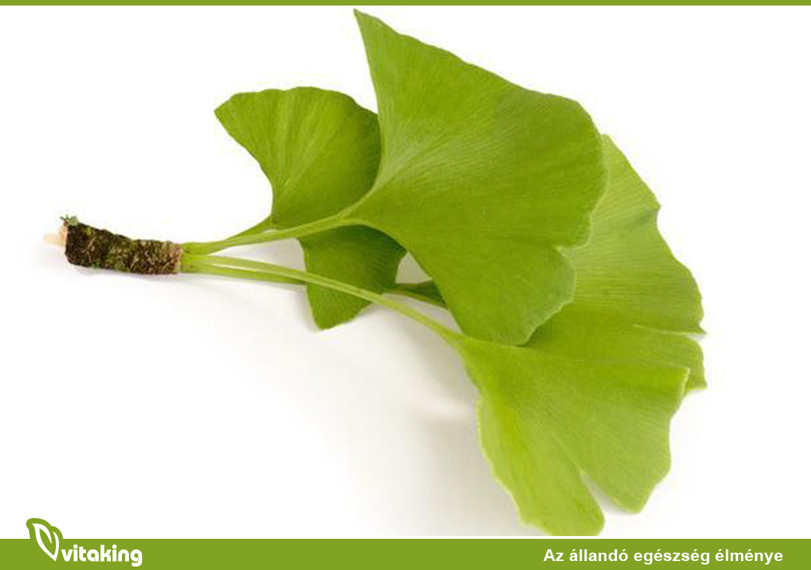 Ginkgo Biloba