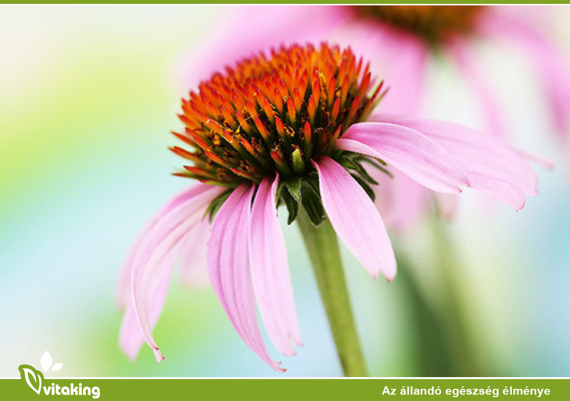 Miért kivételes immunerősítő a kasvirág?