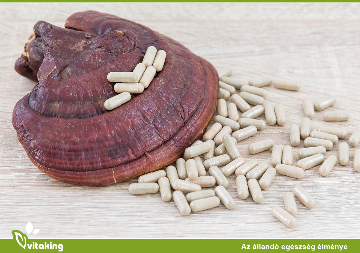 Hogyan hosszabbítja meg az életet Ganoderma?