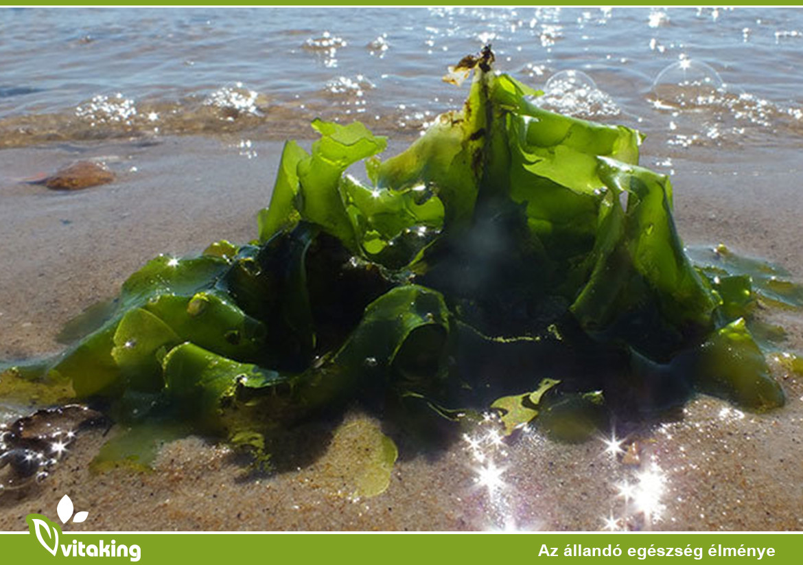 A jód egy kritikus tápanyag az egészség szempontjából