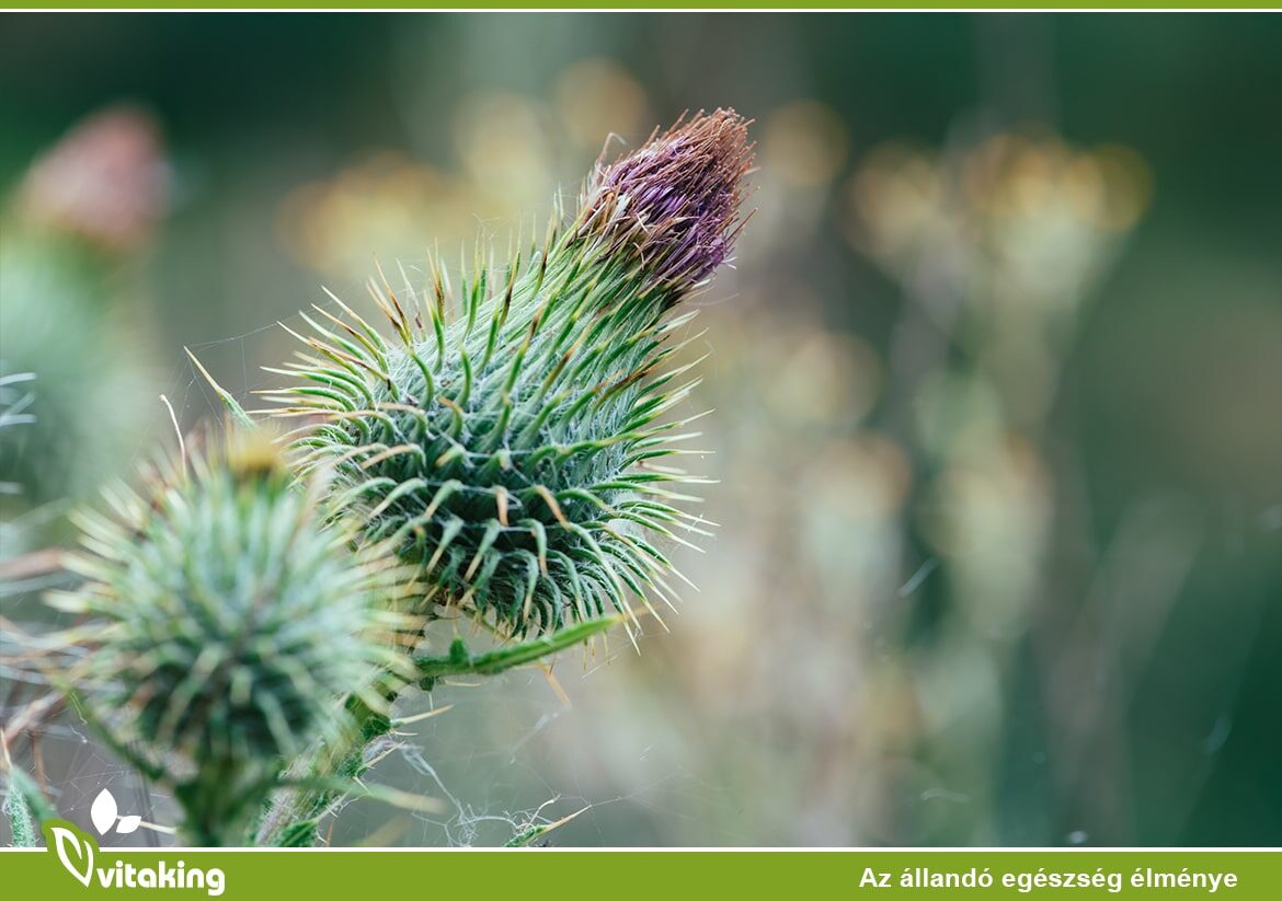Rosszmájúság ellen - azaz a máj tisztítása máriatövissel
