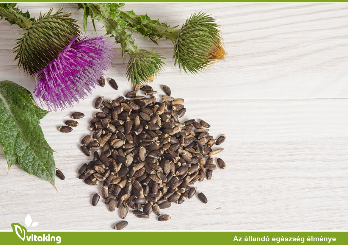 Máriatövis, a májvédő gyógynövény