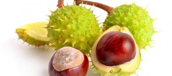 Vadgesztenye az erek egészségéért? Hogyan segít?