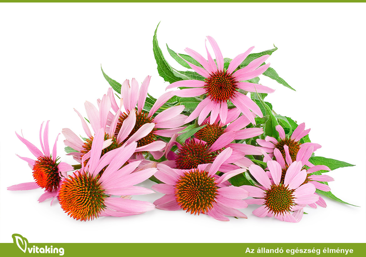 Kasvirág – Miért lett az év gyógynövénye?