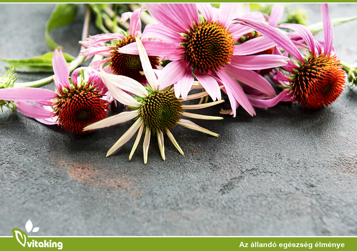 Az Echinacea előnyei és felhasználása