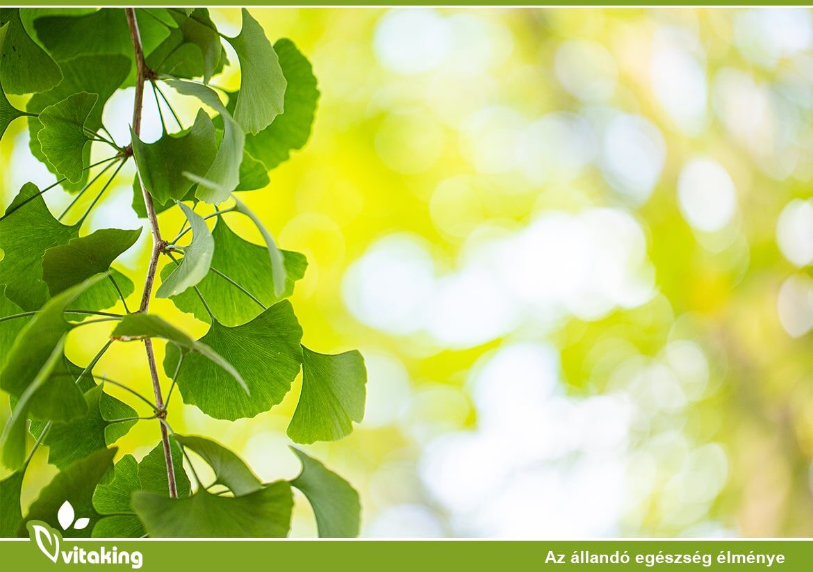 A Ginkgo biloba egészségügyi előnyei