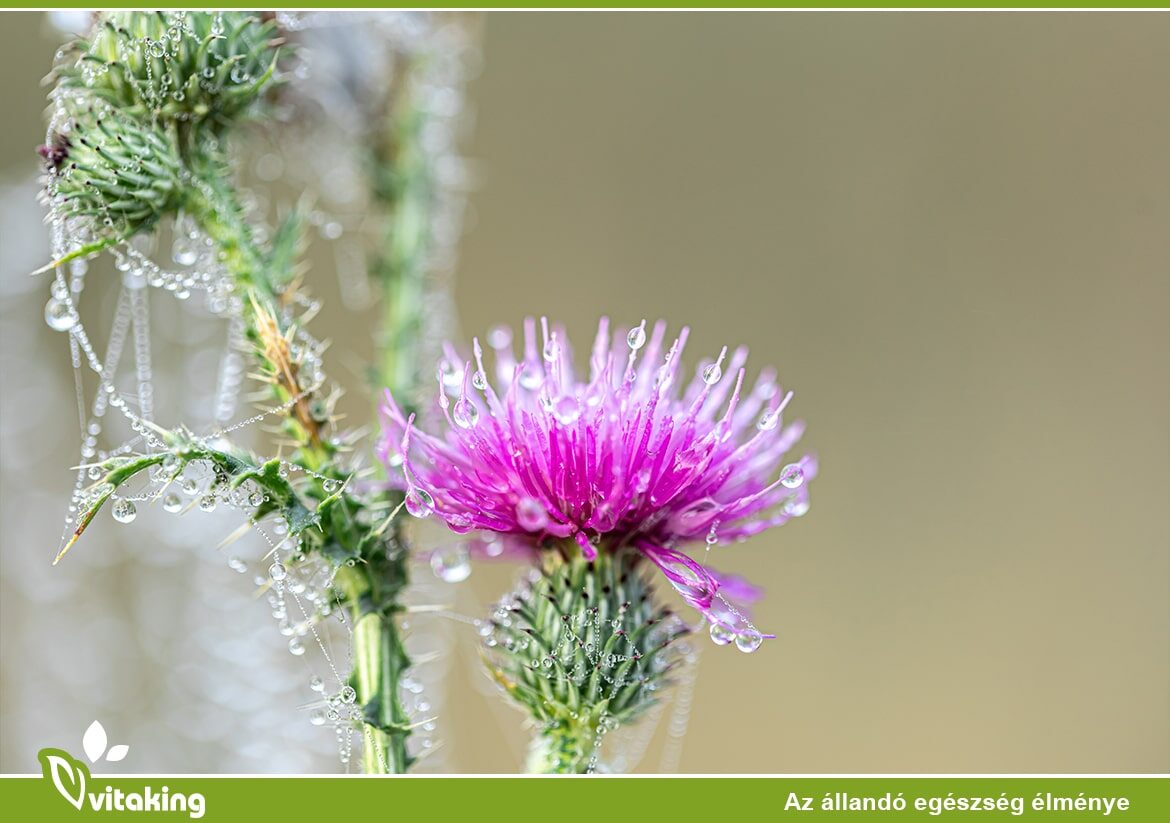 A máriatövis fogyasztása számos egészségügyi előnnyel járhat!