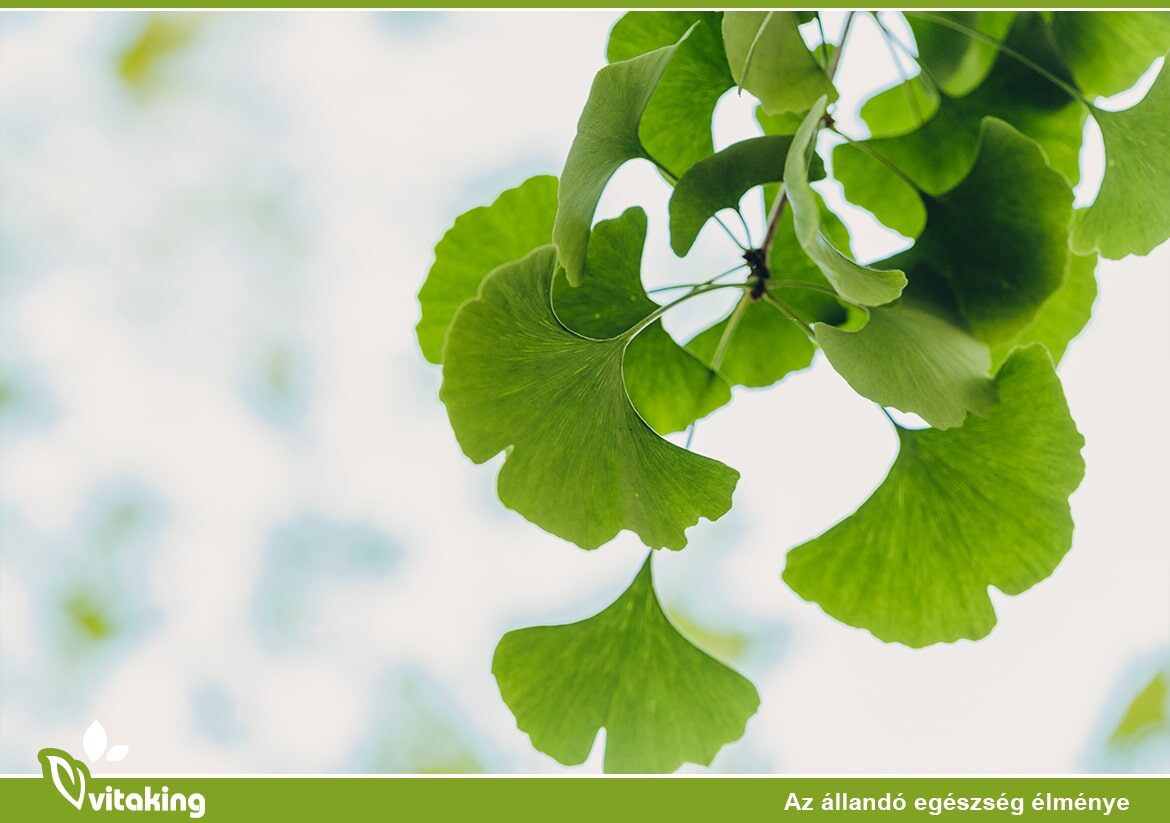 A Ginkgo biloba felgyorsíthatja az agy javulását stroke után