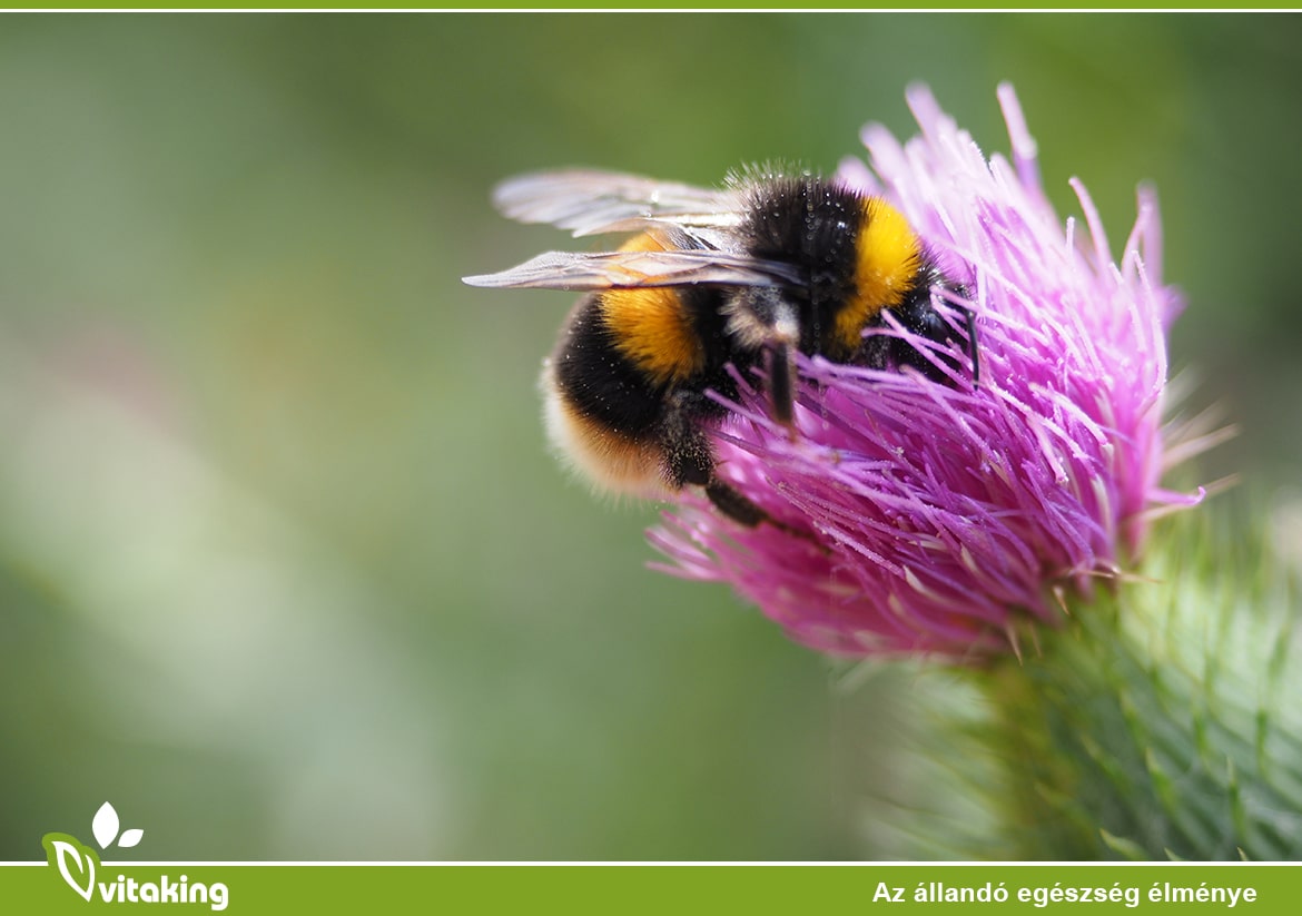 Méz: A méhek egészséges ajándéka az emberiség számára