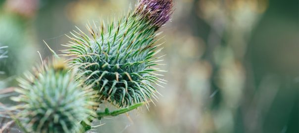 Máriatövis – A máj őrzője és a méregtelenítés kulcsa