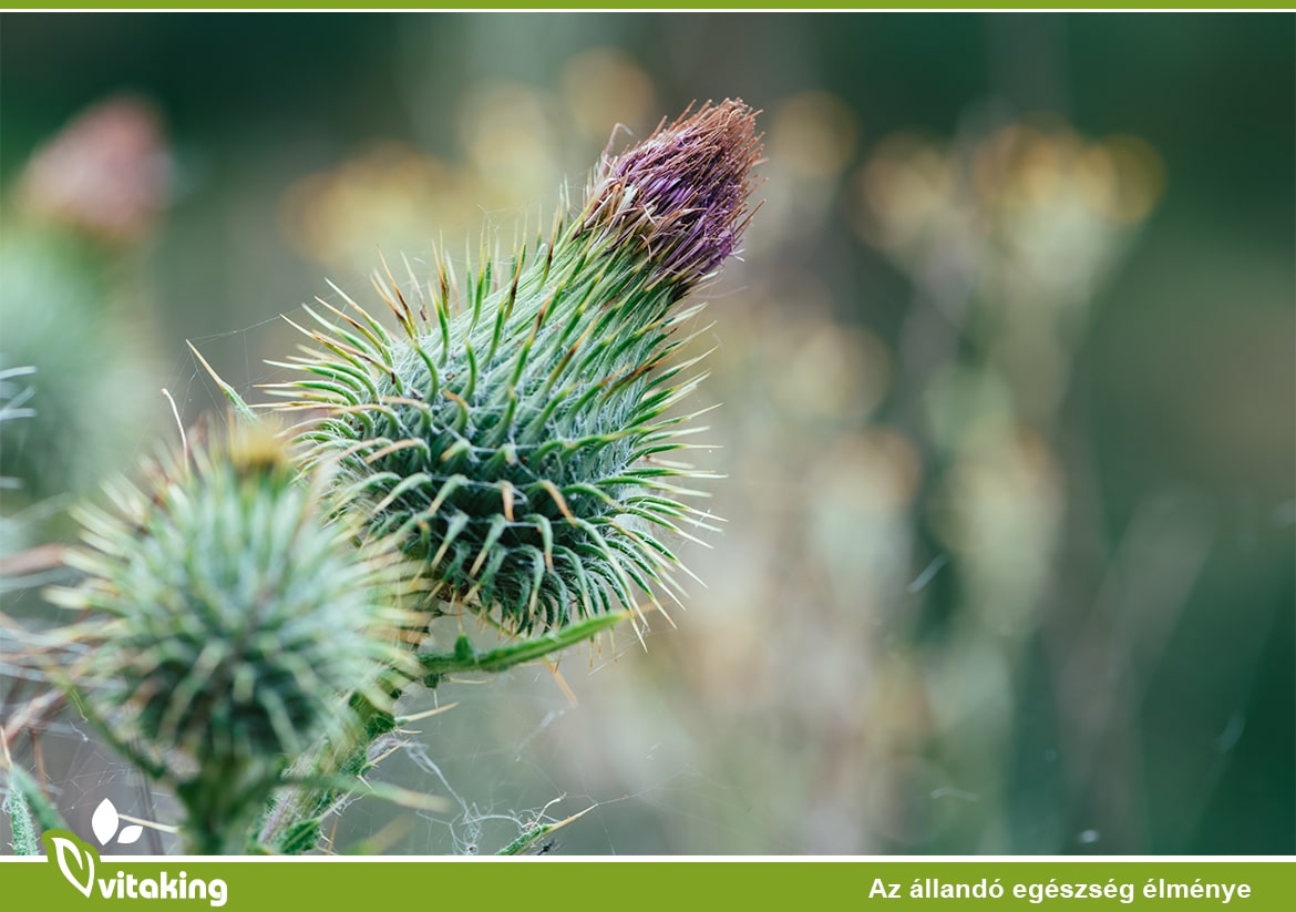 Máriatövis – A máj őrzője és a méregtelenítés kulcsa